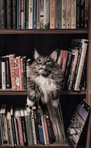 cat and books